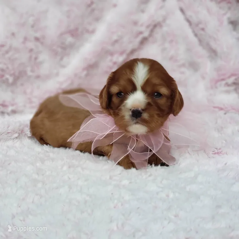 AKC Hope – Cavalier King Charles Spaniel puppy for sale in Elizabethton, TN