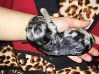 Arabella, a female Cavalier King Charles Spaniel and Chihuahua for sale in Elizabethton, TN – 3 of 3