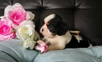 AKC Avery, a female Cavalier King Charles Spaniel for sale in Elizabethton, TN – 6 of 7