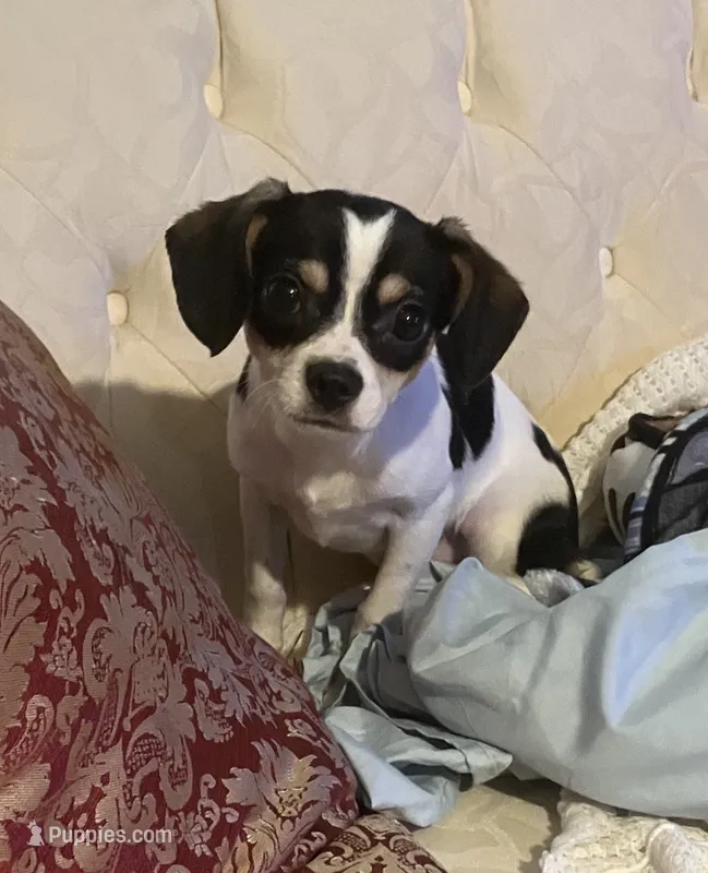 Jackson  – Cavalier King Charles Spaniel, Chihuahua puppy for sale in Elizabethton, TN