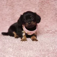 Daisy, a female Cavalier King Charles Spaniel and Chihuahua for sale in Elizabethton, TN – 2 of 8