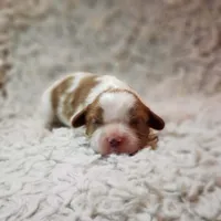 AKC Charlie, a male Cavalier King Charles Spaniel for sale in Elizabethton, TN – 5 of 5