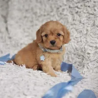 Liam, a male Cavalier King Charles Spaniel and Poodle - Toy  for sale in Elizabethton, TN – 2 of 6