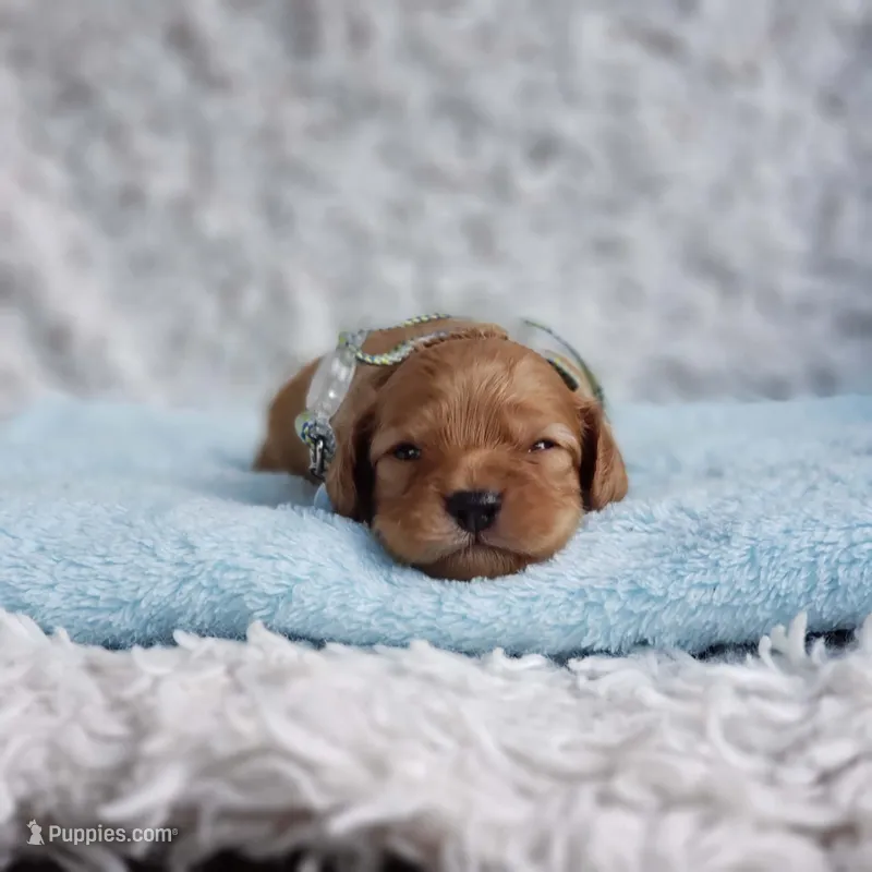 Presley – Cavalier King Charles Spaniel, Poodle - Toy  puppy for sale in Elizabethton, TN