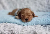 Presley, a male Cavalier King Charles Spaniel and Poodle - Toy  for sale in Elizabethton, TN – 2 of 6
