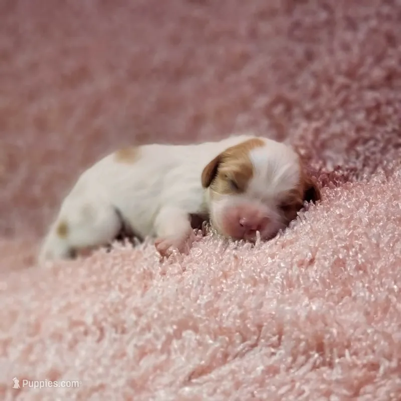 AKC Courtney – Cavalier King Charles Spaniel puppy for sale in Elizabethton, TN