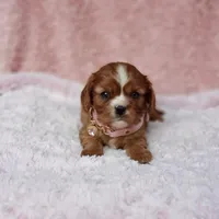 AKC Georgia, a female Cavalier King Charles Spaniel for sale in Elizabethton, TN – 4 of 10