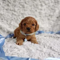 Reuben, a male Cavalier King Charles Spaniel and Poodle - Toy  for sale in Elizabethton, TN – 1 of 10