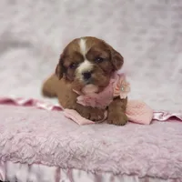 AKC Ember, a female Cavalier King Charles Spaniel for sale in Elizabethton, TN – 2 of 9