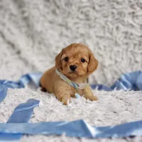 Liam, a male Cavalier King Charles Spaniel and Poodle - Toy  for sale in Elizabethton, TN – 7 of 7