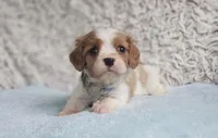 Westley, a male Cavalier King Charles Spaniel for sale in Elizabethton, TN – 10 of 10