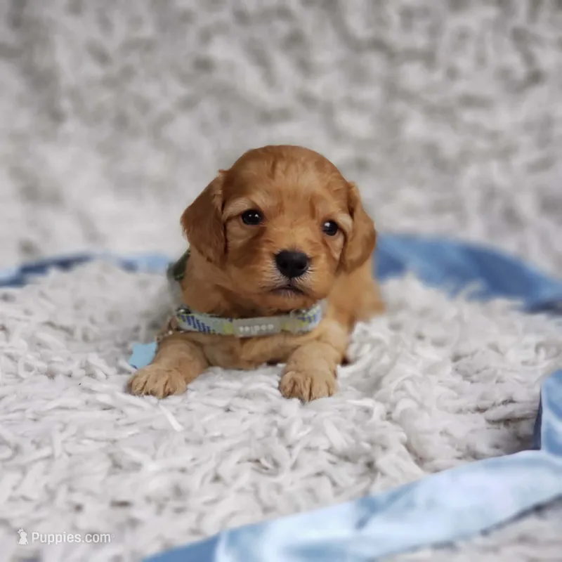 Liam – Cavapoo puppy for sale in Elizabethton, TN