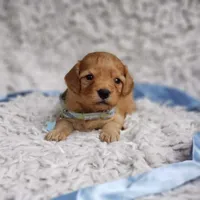 Liam, a male Cavapoo for sale in Elizabethton, TN – 1 of 6