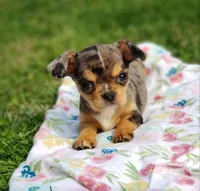 Nova, a female Cavalier King Charles Spaniel and Chihuahua for sale in Elizabethton, TN – Photo 9 of 10