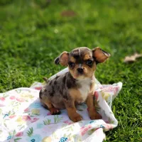 Nova, a female Cavalier King Charles Spaniel and Chihuahua for sale in Elizabethton, TN – Photo 7 of 10