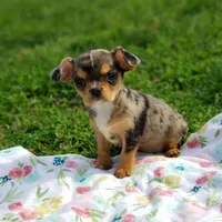 Nova, a female Cavalier King Charles Spaniel and Chihuahua for sale in Elizabethton, TN – Photo 5 of 10