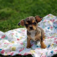 Nova, a female Cavalier King Charles Spaniel and Chihuahua for sale in Elizabethton, TN – Photo 3 of 10