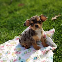 Nova, a female Cavalier King Charles Spaniel and Chihuahua for sale in Elizabethton, TN – Photo 8 of 10