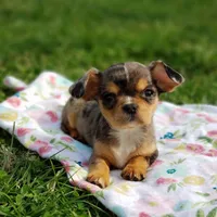 Nova, a female Cavalier King Charles Spaniel and Chihuahua for sale in Elizabethton, TN – Photo 10 of 10