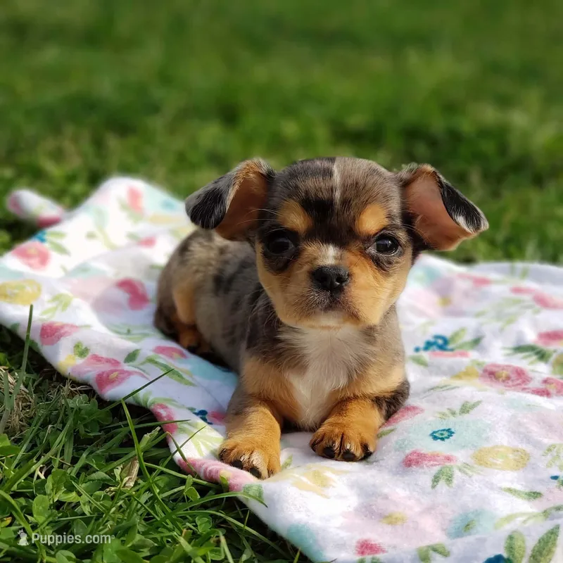 Nova – Cavalier King Charles Spaniel, Chihuahua puppy for sale in Elizabethton, TN