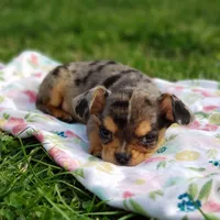 Nova, a female Cavalier King Charles Spaniel and Chihuahua for sale in Elizabethton, TN – Photo 6 of 10