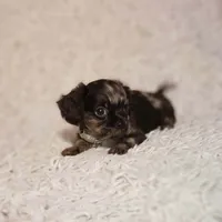 Noah, a male Cavalier King Charles Spaniel and Chihuahua for sale in Elizabethton, TN – 2 of 6