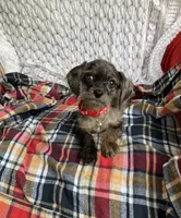 Mason, a male Cavapoo for sale in Elizabethton, TN – 5 of 6