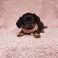 Daisy, a female Cavalier King Charles Spaniel and Chihuahua for sale in Elizabethton, TN – 4 of 8