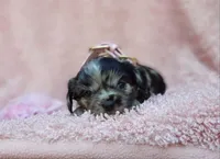 Charlotte, a female Cavalier King Charles Spaniel and Chihuahua for sale in Elizabethton, TN – 2 of 10