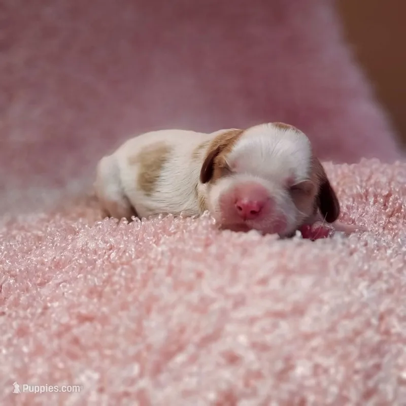 AKC Gracie  – Cavalier King Charles Spaniel puppy for sale in Elizabethton, TN