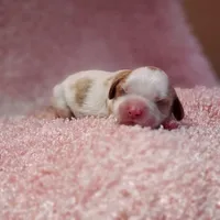 AKC Gracie , a female Cavalier King Charles Spaniel for sale in Elizabethton, TN – 1 of 2
