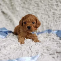 Reuben, a male Cavalier King Charles Spaniel and Poodle - Toy  for sale in Elizabethton, TN – 4 of 10