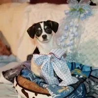 Jackson, a male Cavalier King Charles Spaniel and Chihuahua for sale in Elizabethton, TN – 3 of 3