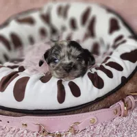 Charlotte, a female Cavalier King Charles Spaniel and Chihuahua for sale in Elizabethton, TN – 3 of 5
