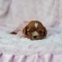 AKC Gracie, a female Cavalier King Charles Spaniel for sale in Elizabethton, TN – 2 of 8