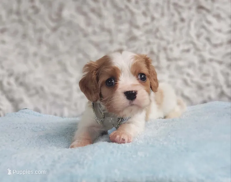 Westley – Cavalier King Charles Spaniel puppy for sale in Elizabethton, TN