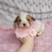 Rosie , a female Cavalier King Charles Spaniel for sale in Elizabethton, TN – 10 of 10