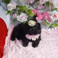 Lily, a female Cavapoo for sale in Elizabethton, TN – 6 of 6