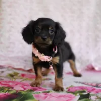 Daisy, a female Cavalier King Charles Spaniel and Chihuahua for sale in Elizabethton, TN – 7 of 7