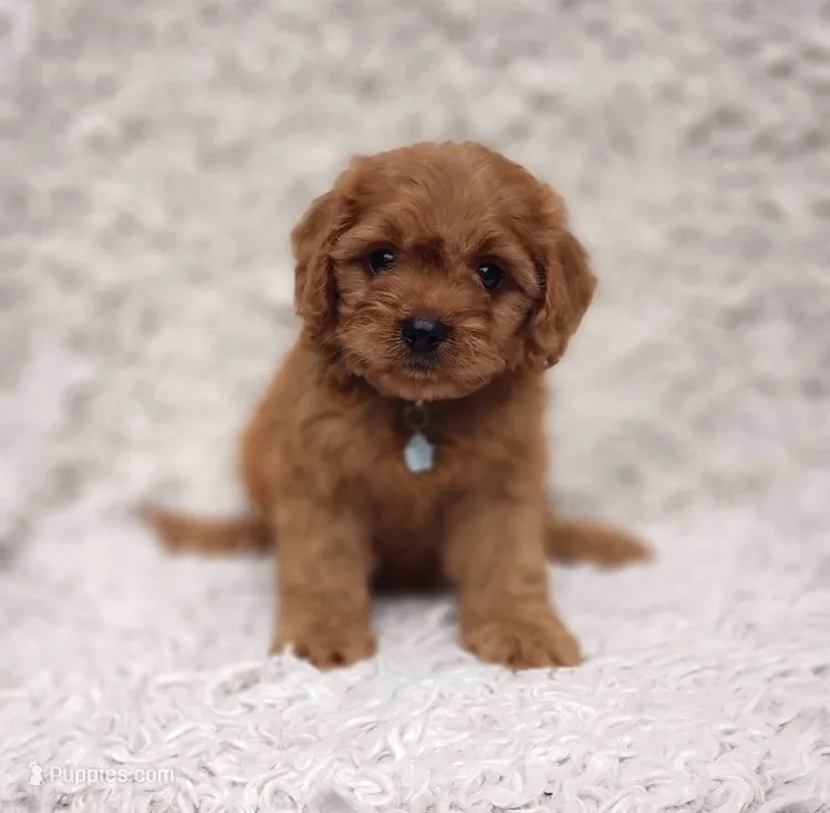 Reuben – Cavalier King Charles Spaniel, Poodle - Toy  puppy for sale in Elizabethton, TN