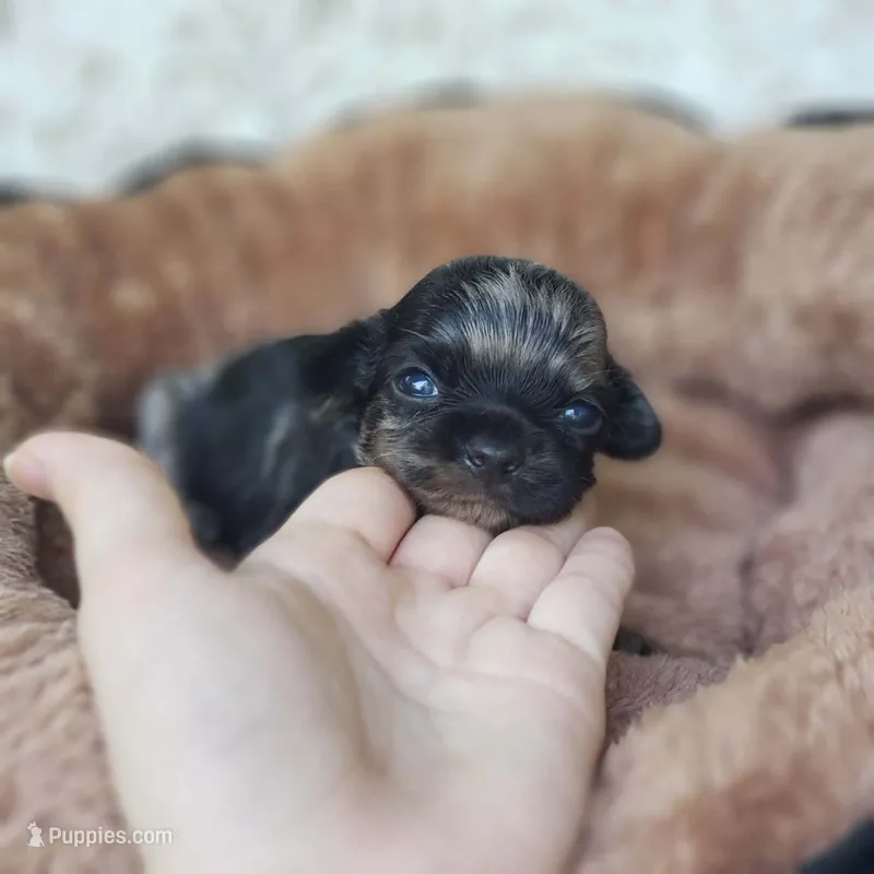 Tiny George – Cavalier King Charles Spaniel, Chihuahua puppy for sale in Elizabethton, TN