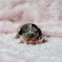 Charlotte, a female Cavalier King Charles Spaniel and Chihuahua for sale in Elizabethton, TN – 2 of 7