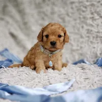 Presley, a male Cavalier King Charles Spaniel and Poodle - Toy  for sale in Elizabethton, TN – 9 of 10