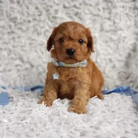 Reuben, a male Cavalier King Charles Spaniel and Poodle - Toy  for sale in Elizabethton, TN – 7 of 7