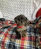 Mason, a male Cavapoo for sale in Elizabethton, TN – 6 of 6