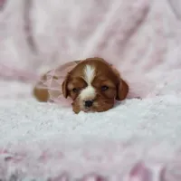 AKC Hope, a female Cavalier King Charles Spaniel for sale in Elizabethton, TN – 9 of 10