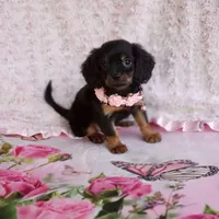 Daisy, a female Cavalier King Charles Spaniel and Chihuahua for sale in Elizabethton, TN – 5 of 7