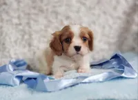 Westley, a male Cavalier King Charles Spaniel for sale in Elizabethton, TN – 2 of 10