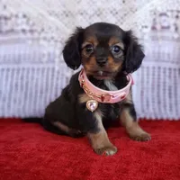 Lily, a female Cavalier King Charles Spaniel and Chihuahua for sale in Elizabethton, TN – Photo 1 of 9