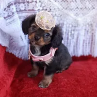 Lily, a female Cavalier King Charles Spaniel and Chihuahua for sale in Elizabethton, TN – Photo 3 of 9